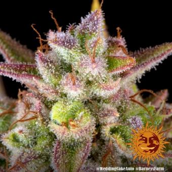 Wedding Cake Auto - картинка 7