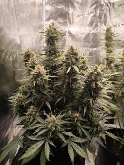 Papaya Cookies Auto - картинка 3