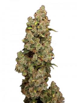 Gelato - картинка 6