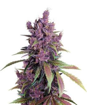 Black Cherry Punch - картинка 1