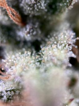 Killer Kush Auto - картинка 6