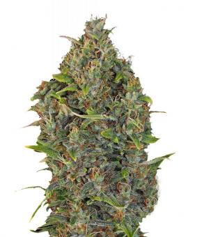 Critical Kush Auto - картинка 6
