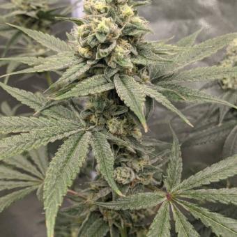 Mendo Breath - картинка 4