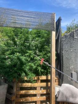 Rucu Cucu OG - картинка 3