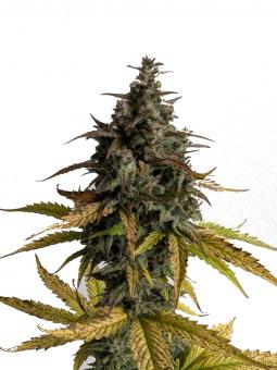 Critical Plus Auto - картинка 6