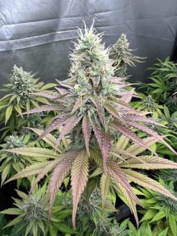 Gorilla Cookies FF - картинка 4
