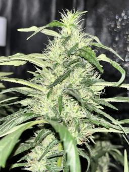 Washing Machine - картинка 7