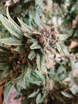 Orange Bud Auto - картинка 4