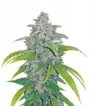 Blue Dream Auto - картинка 1