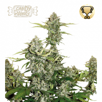 Candy Dawg Auto - картинка 1