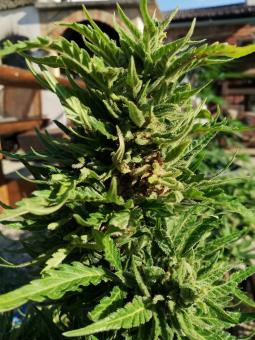 Auto Galaxy - картинка 2