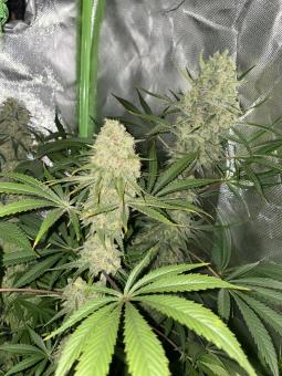 Boca Negra - картинка 3