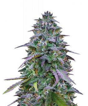 Cookies USA - картинка 5