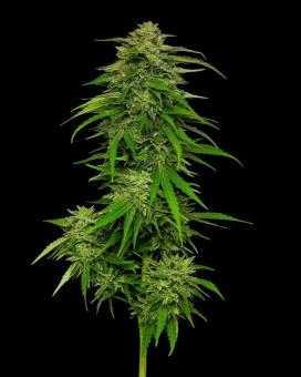 Mango Sherbert Auto - картинка 1