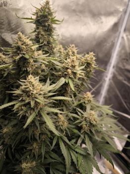 Papaya Cookies Auto