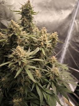 Papaya Cookies Auto - картинка 4
