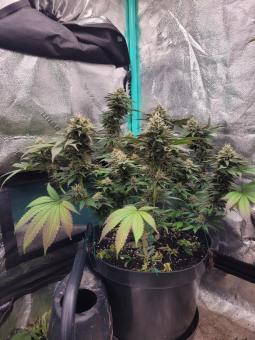 Tropicana Cookies FF - картинка 6