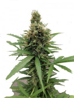 Sherbet Auto - картинка 1