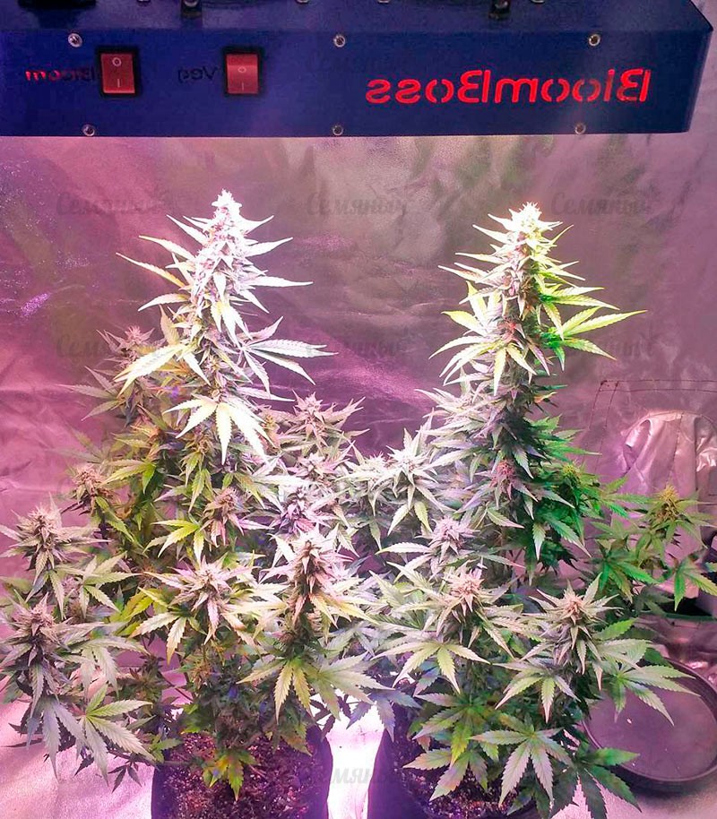 Нужен сорт. АК 48 автоцвет. Сорта AK 48 fem (Nirvana Seeds). АК 48 фем. АК 48 сорт.