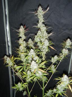 Critical Plus Auto - картинка 5