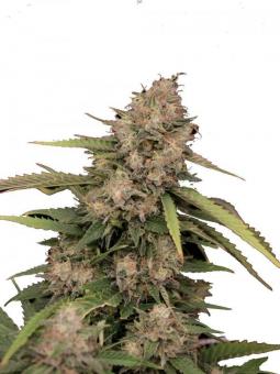 White Widow - картинка 6