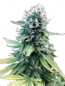 Auto Gorilla G4 - картинка 3