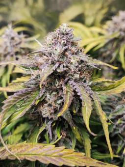 Bruce Banner  Auto - картинка 2