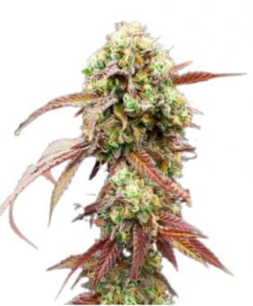 West Coast OG x Gelato Auto 41 - картинка 8