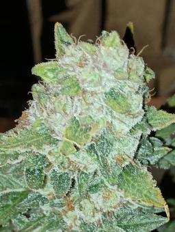 Auto Gelato - картинка 5