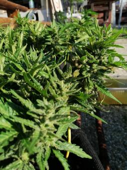 Auto Galaxy - картинка 3