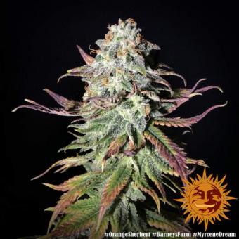 Orange Sherbert - картинка 9