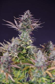 King's Juice Auto (Feminised)