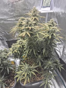 Northern Lights Auto - картинка 1