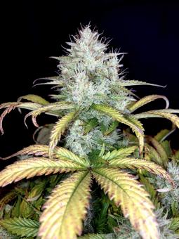Killer Kush Auto - картинка 4