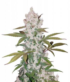 Girl Scout Cookies - картинка 2