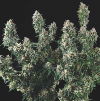 Tutankhamon x Cookies USA - картинка 1