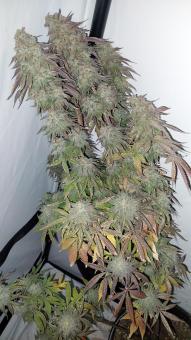 Super Lemon Haze x GMO - картинка 3