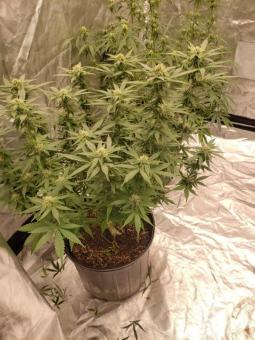Auto Gummy Kush genetics - картинка 2