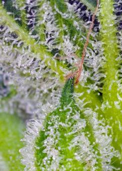 Sweet Mandarine Zkittlez XL Auto - картинка 1