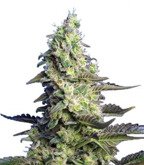 Green Poison XL Auto® - картинка 5