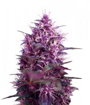Red Poison Auto - картинка 1