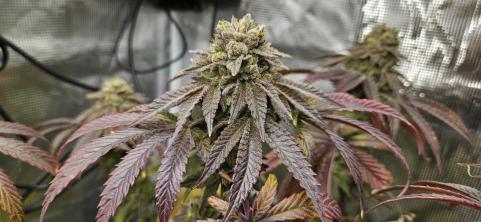Papaya Sherbet - картинка 1