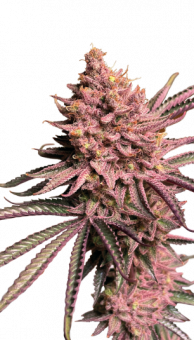 Seriotica - картинка 1