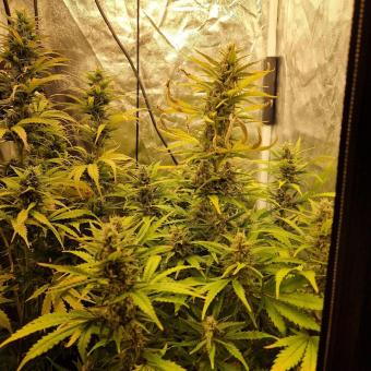 Gorilla Auto (Gorilla Glue Auto) - картинка 3