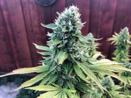 Auto Gorilla G4 - картинка 4