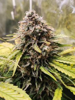 Bruce Banner  Auto - картинка 1