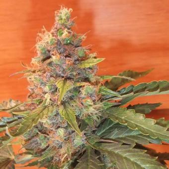 Sugar Black Rose Auto - картинка 2