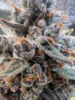 White Widow Auto - картинка 2