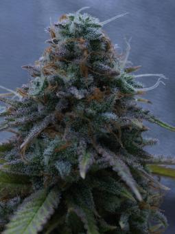 Auto White Widow genetics - картинка 2