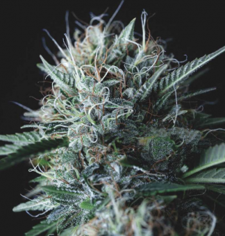 Wembley x Mendocino - картинка 1